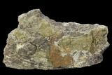 Triceratops Frill Section - Montana #106142-1